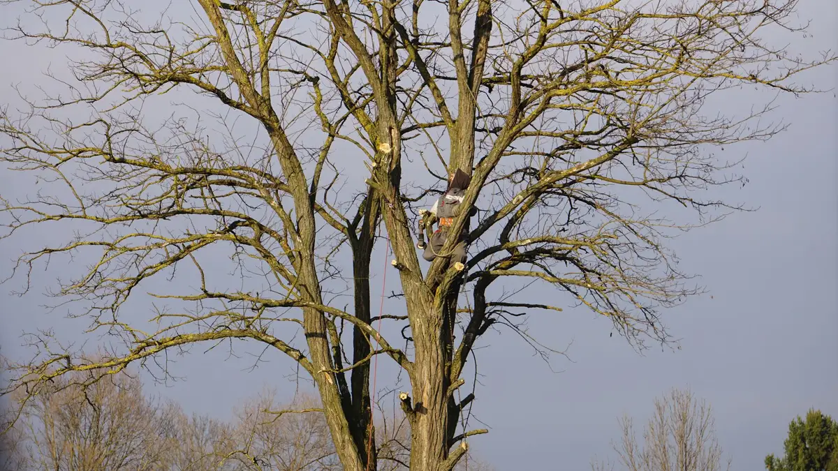 An arborist in a harness cutting limbs in a bare tree, with a rope beside the trunk.